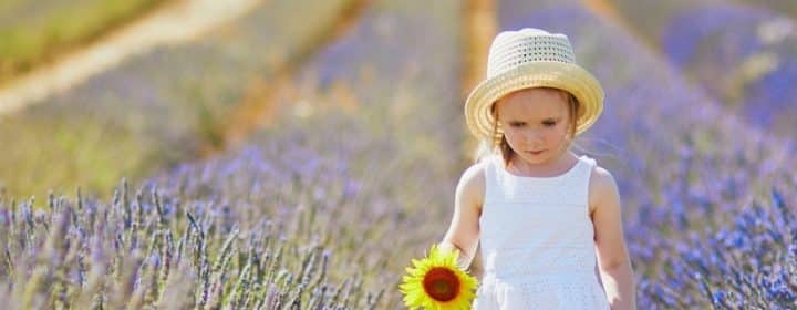 Where can you find the most beautiful lavender fields in France?